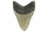 Fossil Megalodon Tooth - North Carolina #190844-1